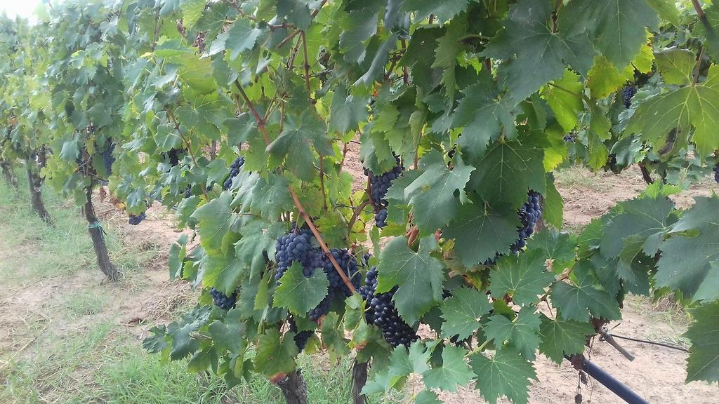 Agriturismo Val Di Nappo Кастильоне-делла-Пеская Экстерьер фото